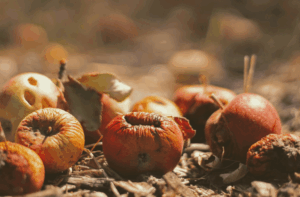 dechets fruits